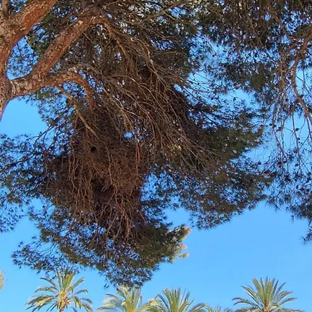 Mar Azul, Punta Prima,la Recoleta,4 Swimming Pools And Close To The Sea *